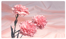 DNSEMP-C-022 Pink Carnation